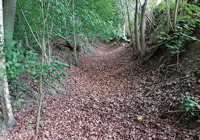 Der laubbedeckte Hohlweg im unteren Teil der Chüegass.Bilder: zvg