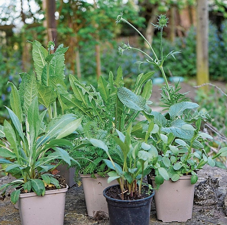 Einheimische Pflanzen sind eine Bereicherung für jeden Garten.Bild: Simon Koechlin