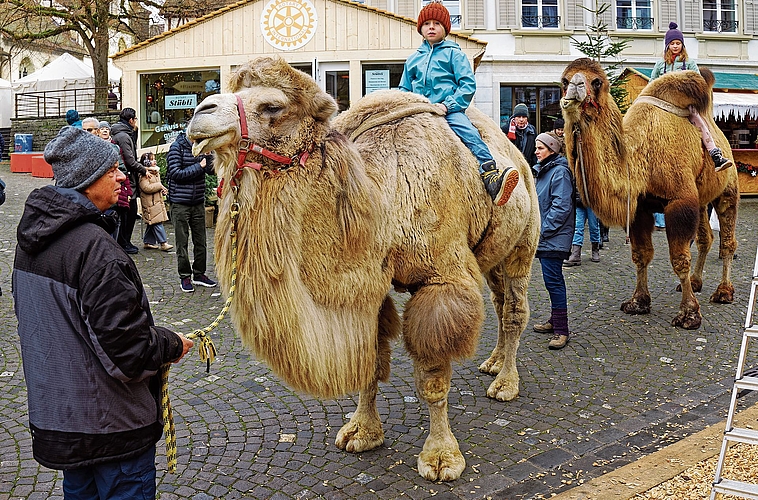 Das Kamelreiten war bei jüngeren Besuchern sehr beliebt. Das Kamelreiten war bei jüngeren Besuchern sehr beliebt.