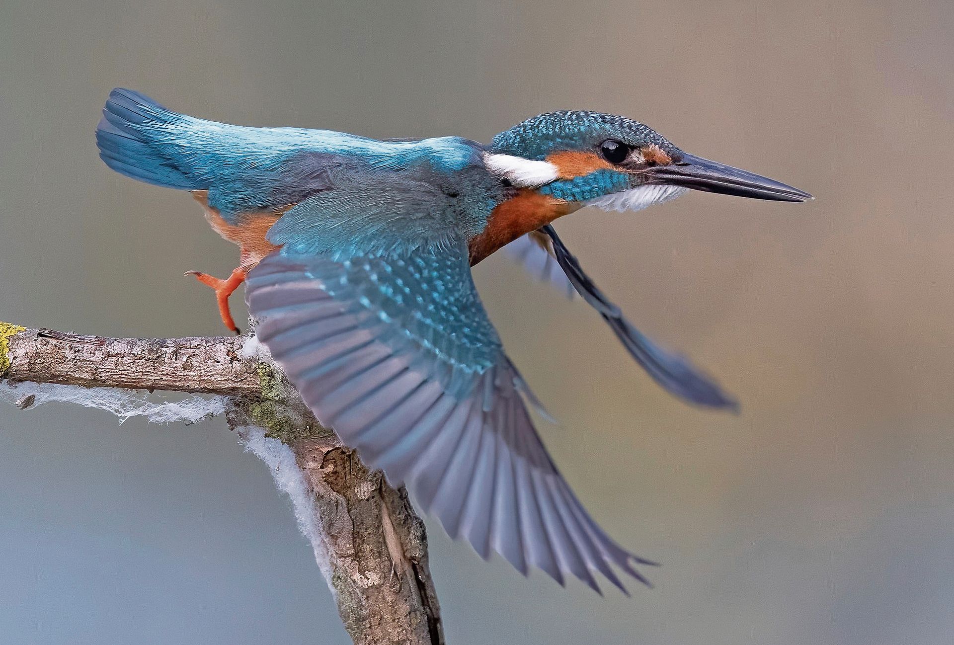 Der lange Schnabel ist beim Eisvogel-Männchen ganz schwarz. Der lange Schnabel ist beim Eisvogel-Männchen ganz schwarz.