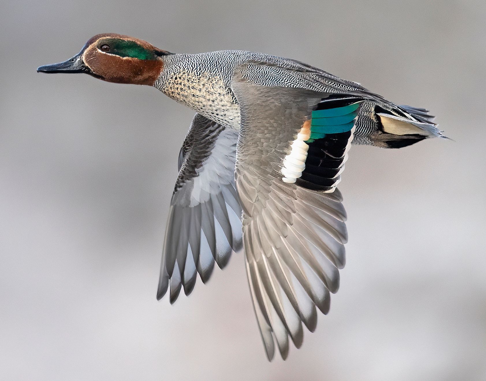 Eine Krickente im Flug.