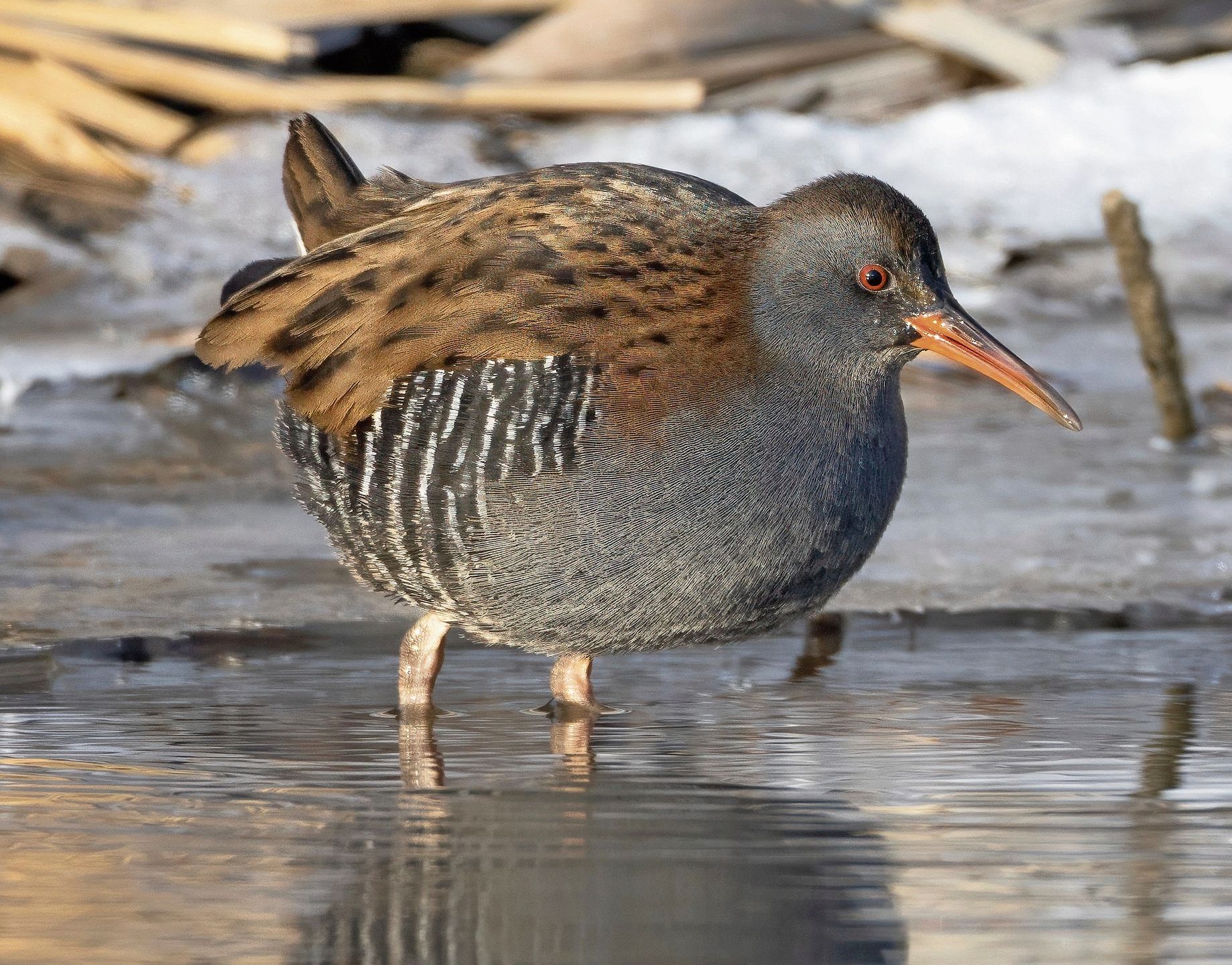 An der Aare gesichtet: Wasserralle.