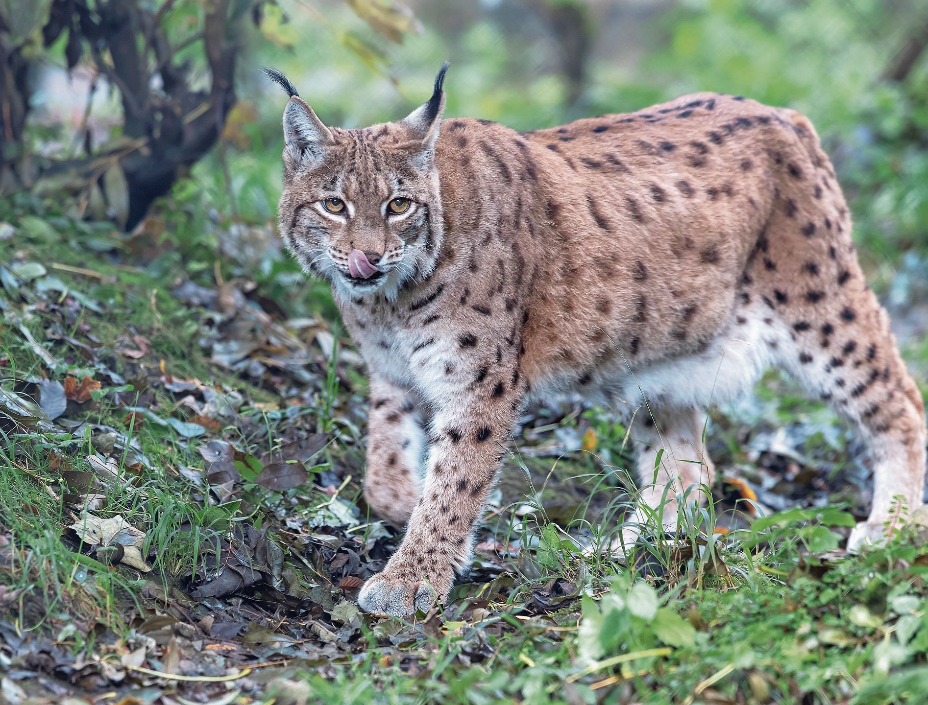 In den 1970-er-Jahren wurden in der Schweiz erstmals Luchse ausgewildert. Dieses Bild wurde im Tierpark Goldau geschossen.Bild: Beat Rüegger / ornifoto.ch