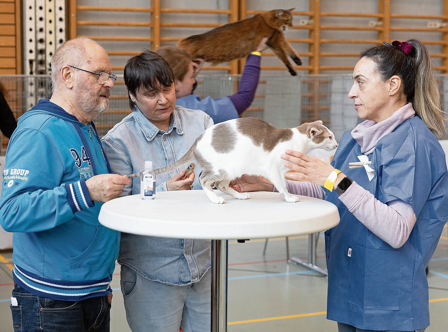 Eine Orientalisch Kurzhaar während der Best in Show.