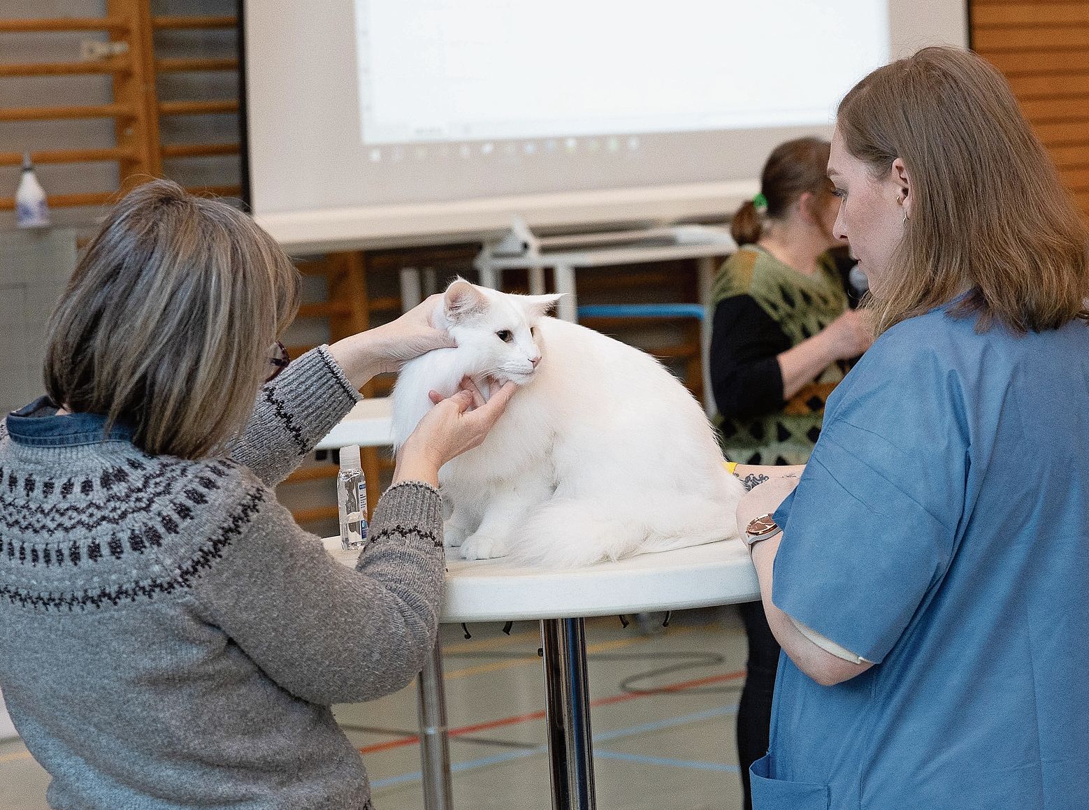 Ein Traum in weiss – eine Norwegische Waldkatze.