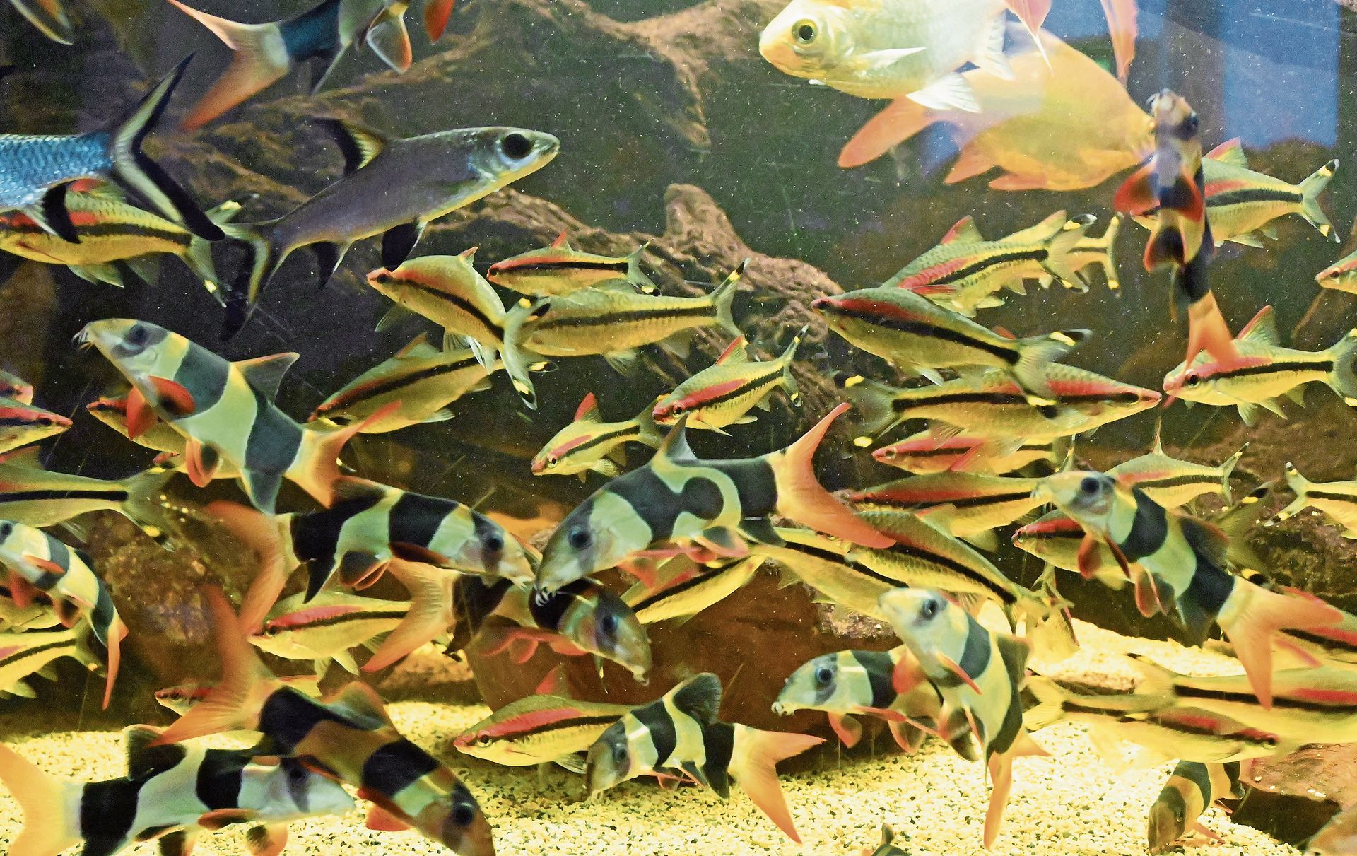 Im riesigen Becken sind Prachtschmerlen, Torpedobarben und Haibarben vergesellschaftet.