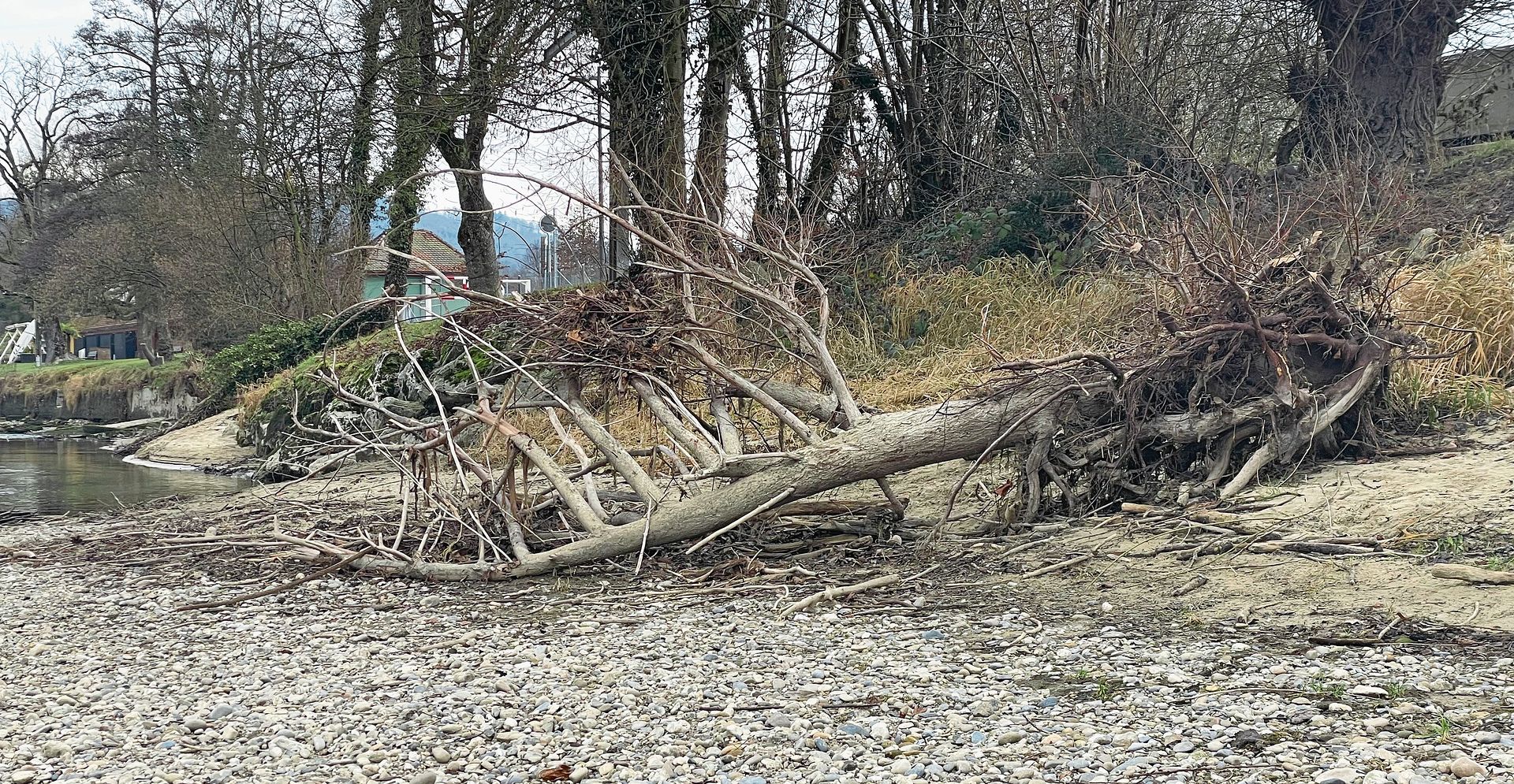 Der Baum liegt buchstäblich auf dem Trockenen.Bilder: Regina Lüthi