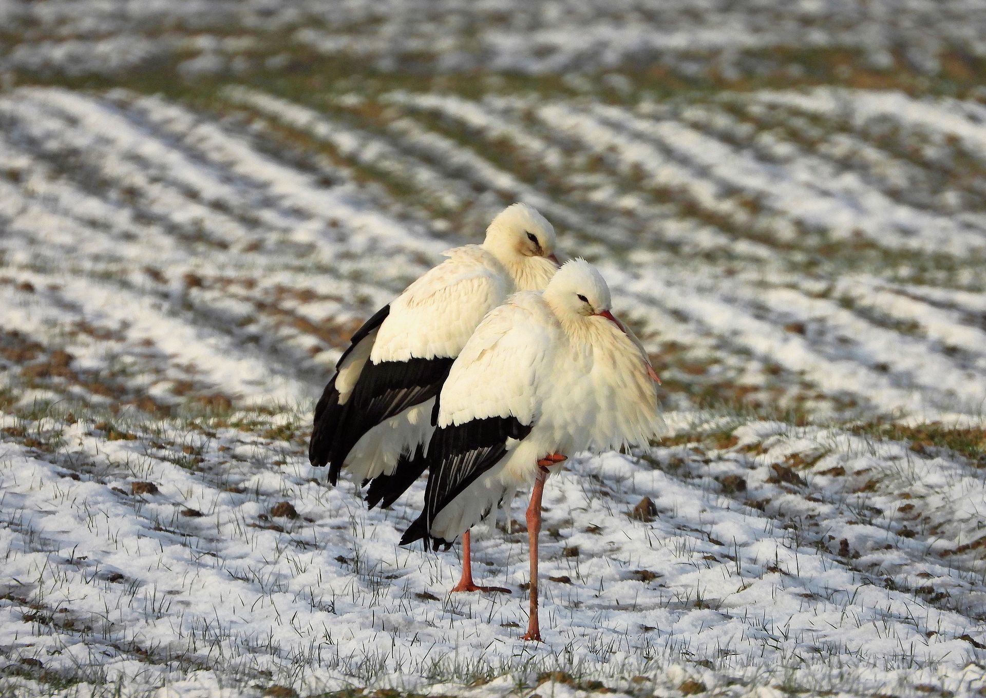 Weissstörche haben ihr Zugverhalten geändert und bleiben durch den Winter vermehrt in der Schweiz. Weissstörche haben ihr Zugverhalten geändert und bleiben durch den Winter vermehrt in der Schweiz.