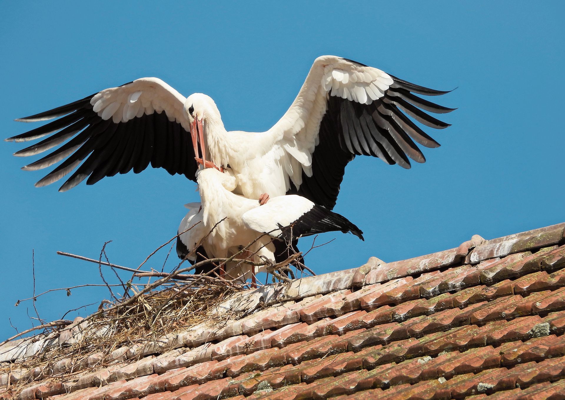 Solche Bilder werden auf den Storchenhorsten bald zu sehen sein. Solche Bilder werden auf den Storchenhorsten bald zu sehen sein.
