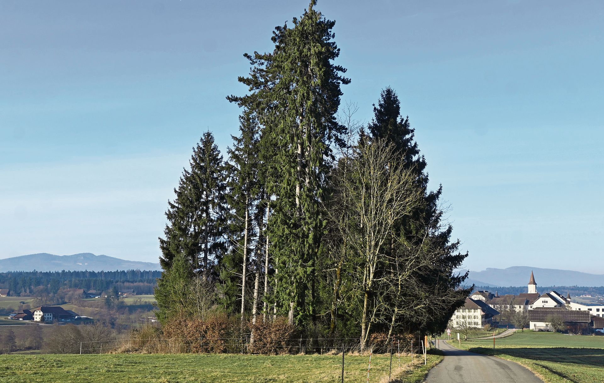 Der Friedhof bietet heute mit seinen viel zu eng gesetzten Fichten optisch keinen besonders schönen Anblick.Bild: Thomas Fürst Der Friedhof bietet heute mit seinen viel zu eng gesetzten Fichten optisch keinen besonders schönen Anblick.Bild: Thomas Fürst