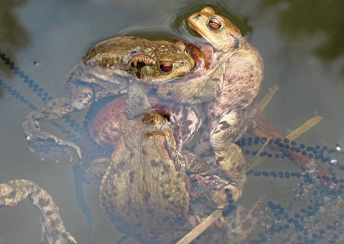 Beim Kampf um die Erdkrötenweibchen kann es sehr handfest zugehen.Bild: Hans Althaus
