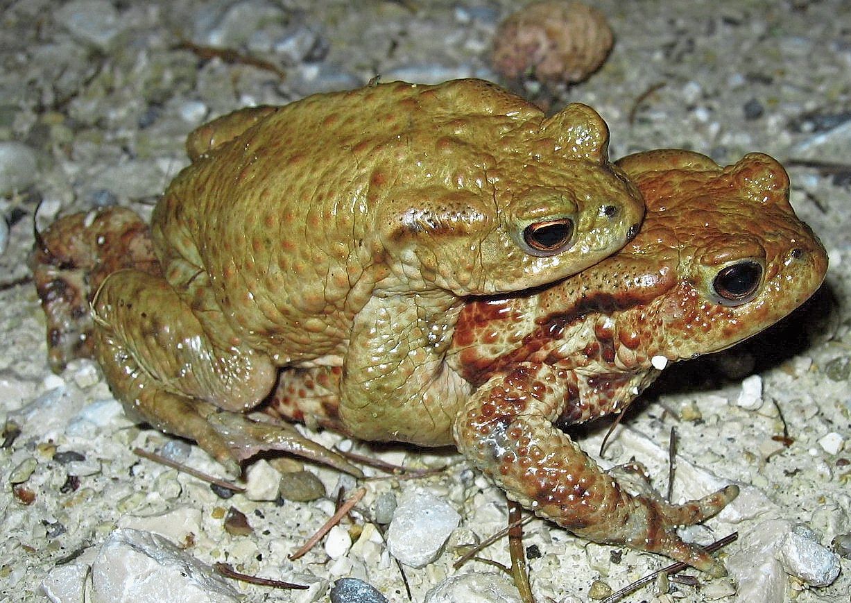 Ein Erdkrötenpaar auf der Hochzeitsreise.Bild: Hans Althaus