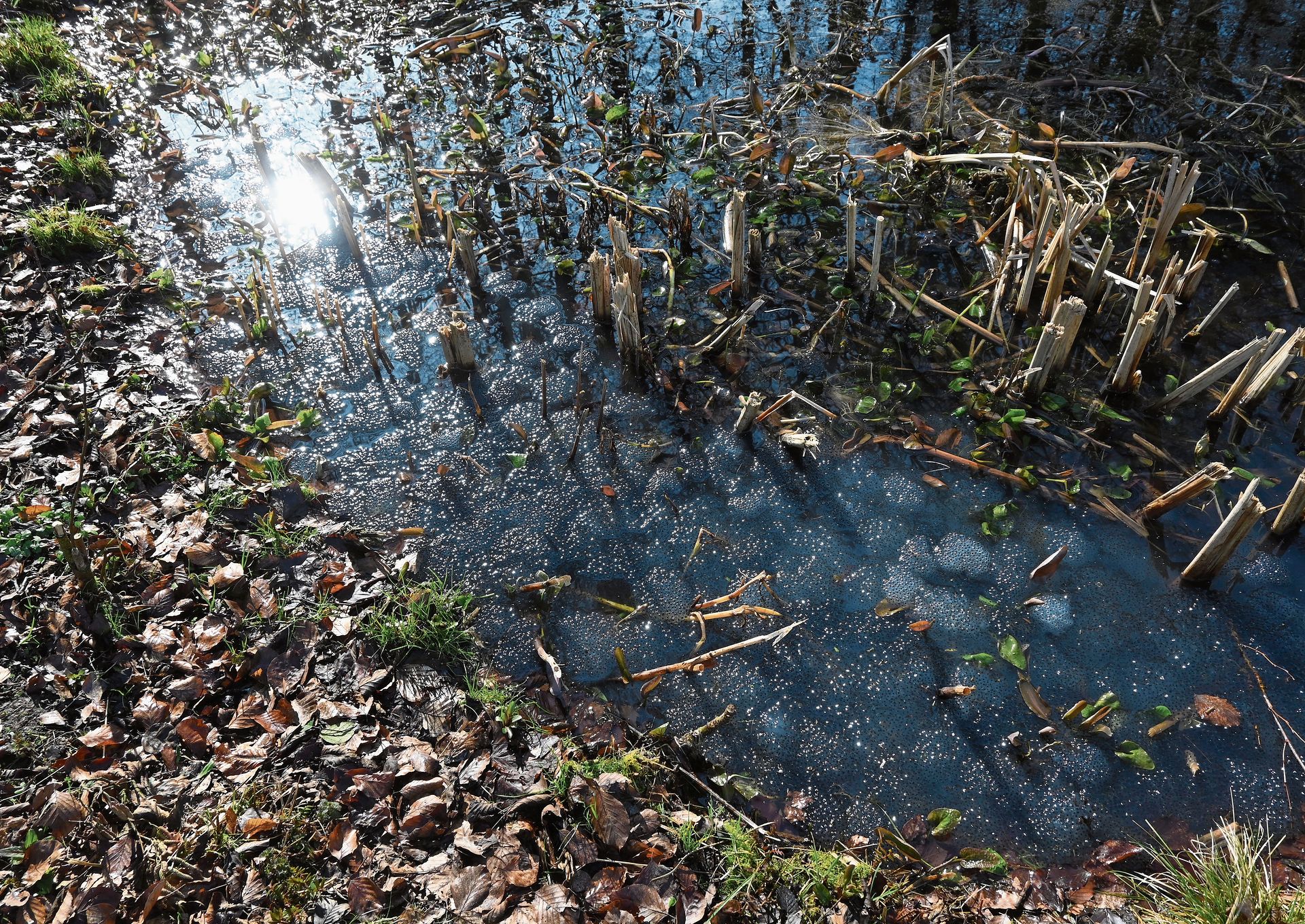 Im Stamphiweiher findet sich bereits eine ansehnliche Menge an Laichklumpen von Grasfröschen.Bild: Thomas Fürst