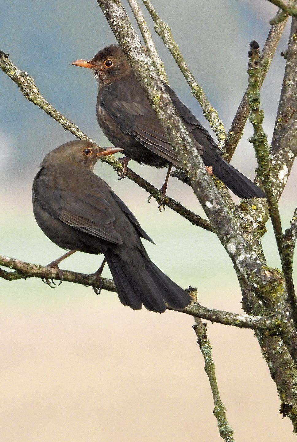 Amseln gehören mit ihrem Gesang zu den ersten Frühlingsboten.Bild: Yolanda Koffel