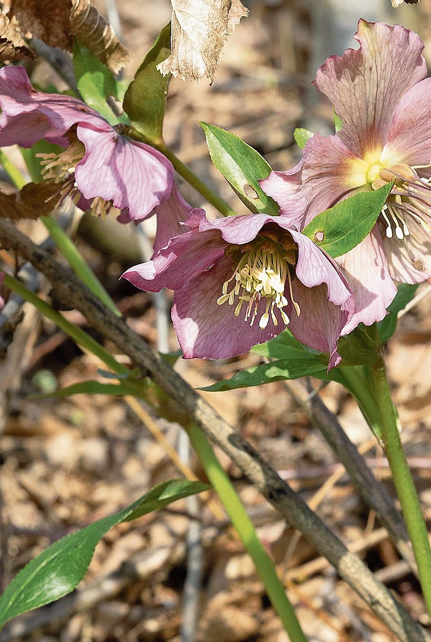 Der Nieswurz fällt fast nicht auf.Bild: Regina Lüthi