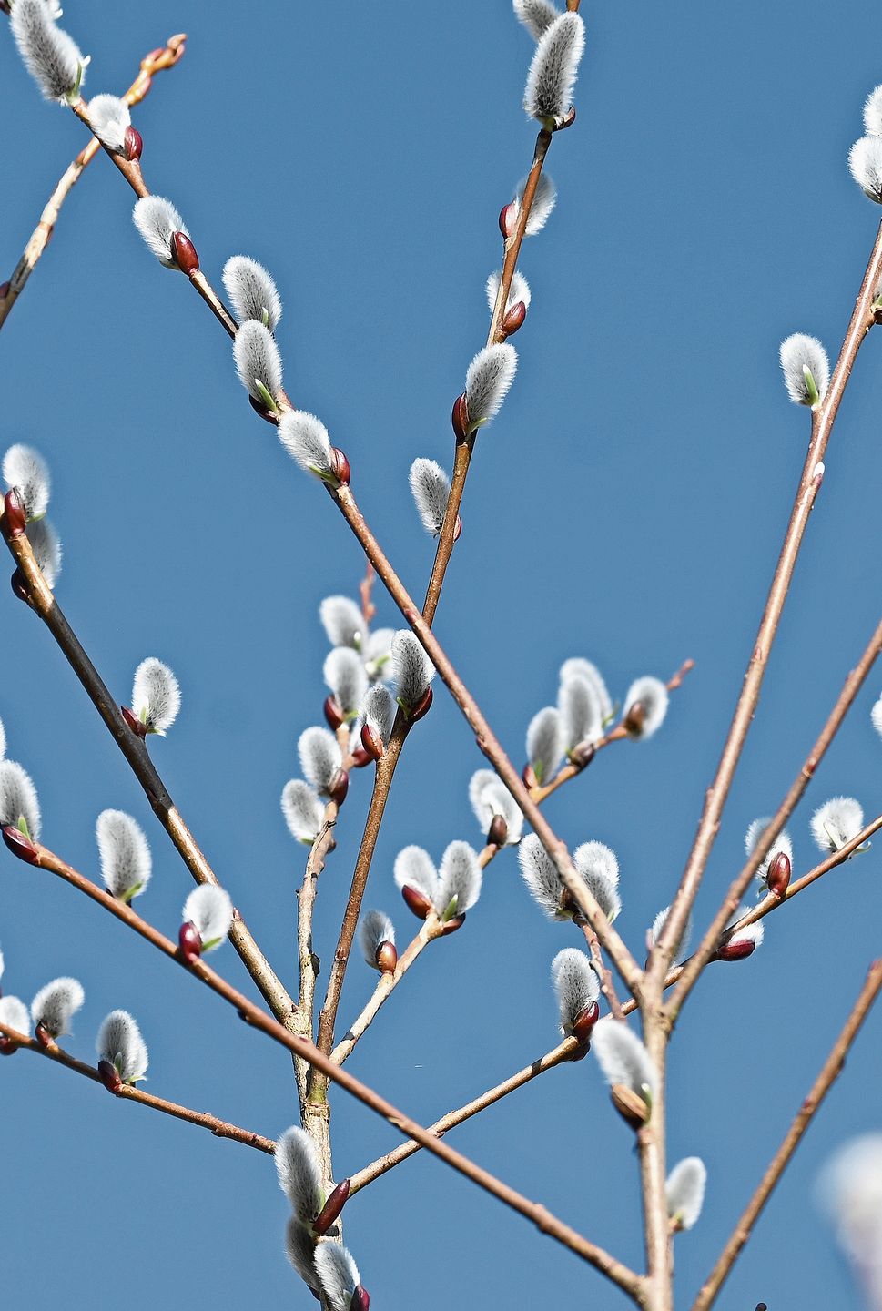 Die Weidenkätzchen recken sich in den Himmel.Bild: Thomas Fürst