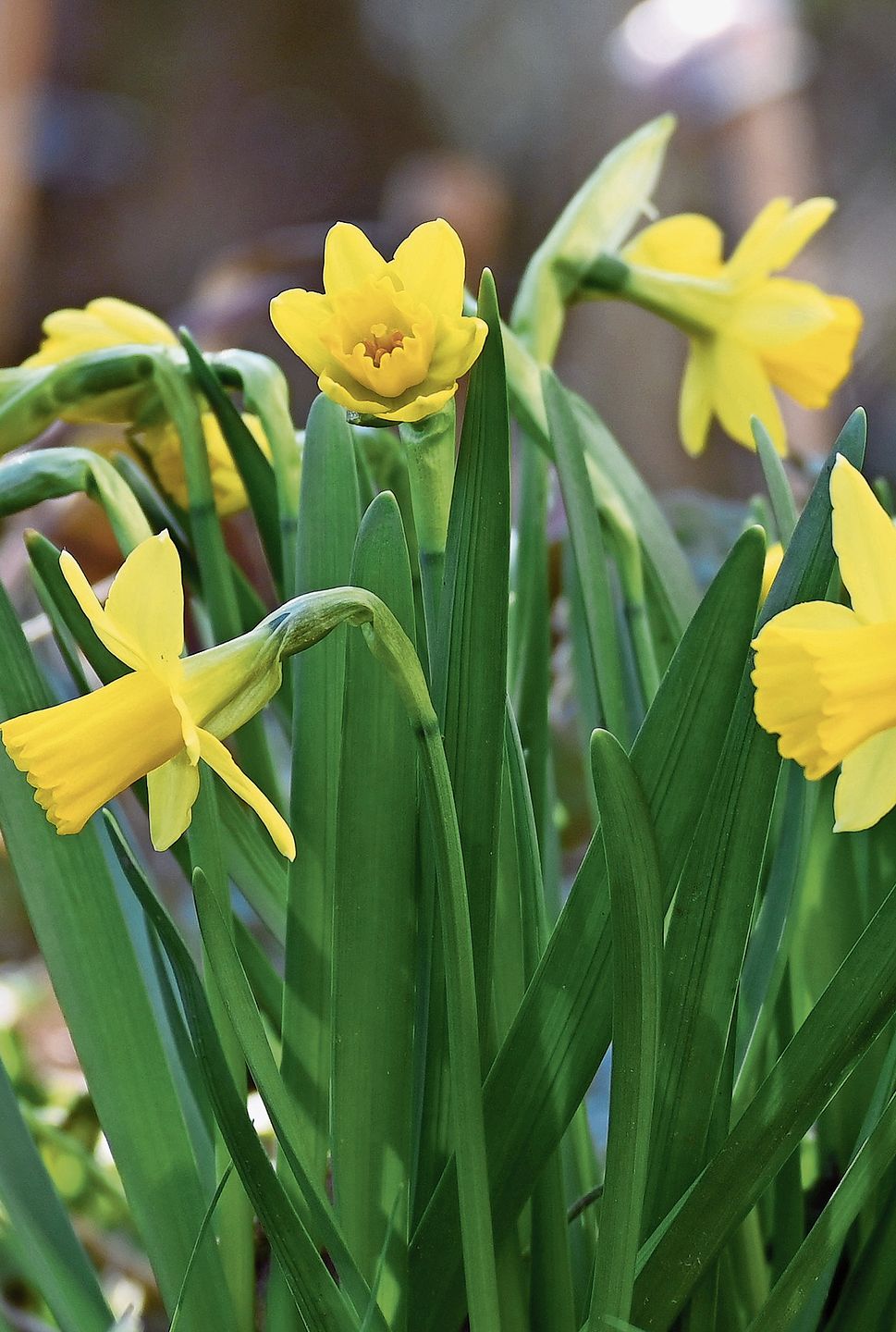 Die Narzissen mit ihrem kräftigen Gelbton stechen hervor.Bild: Thomas Fürst
