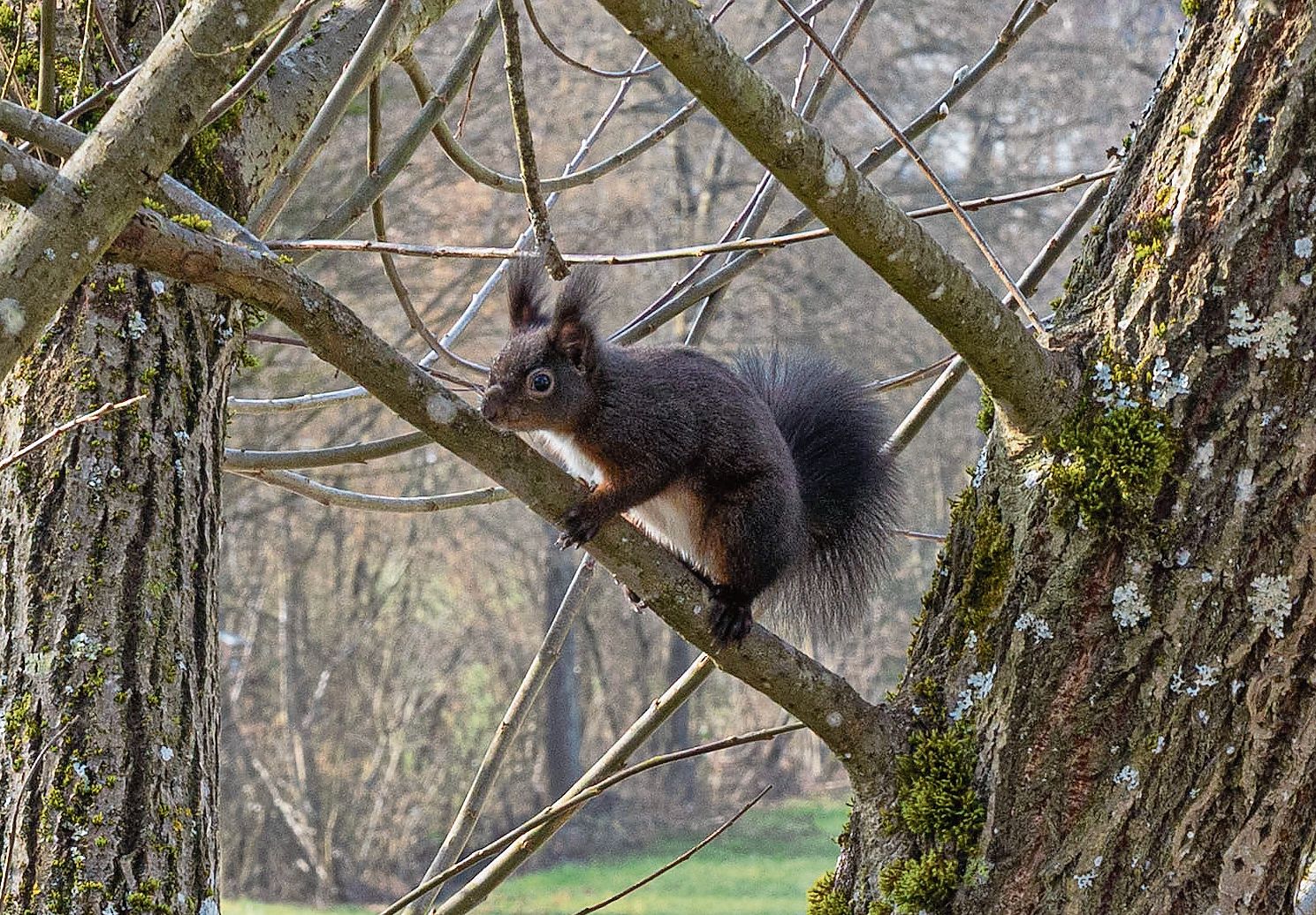 Neugierig beobachtet das Eichhörnchen die Fotografin.Bild: Regina Lüthi