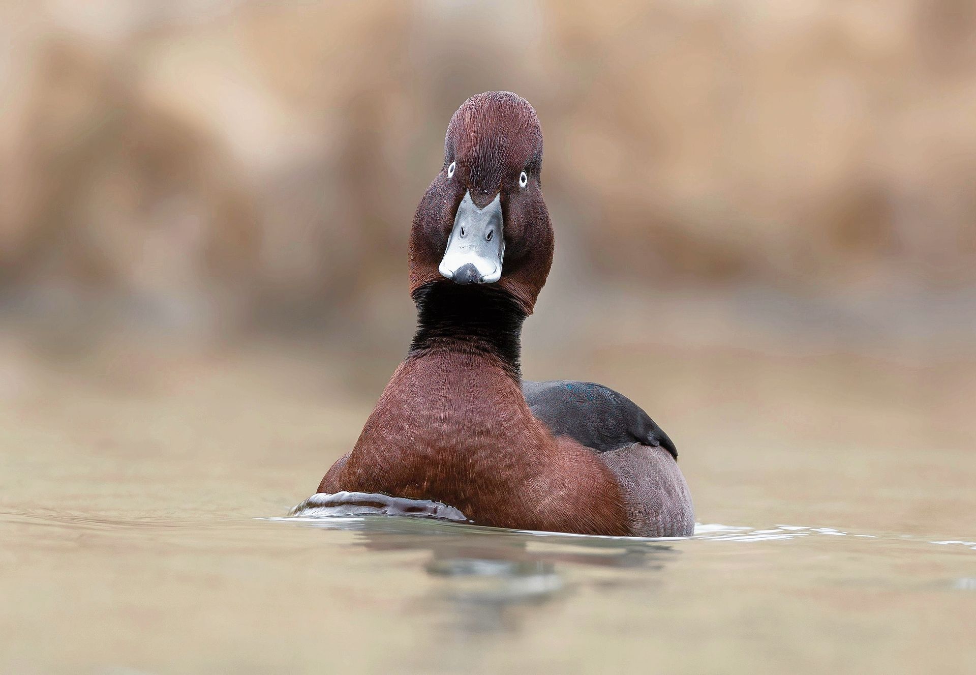 Die Moorente ist ein seltener Gast in Rothrist.