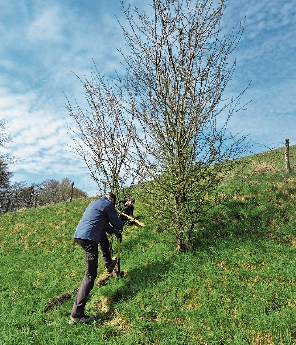 Sträucher setzen im steilen Gelände. Sträucher setzen im steilen Gelände.