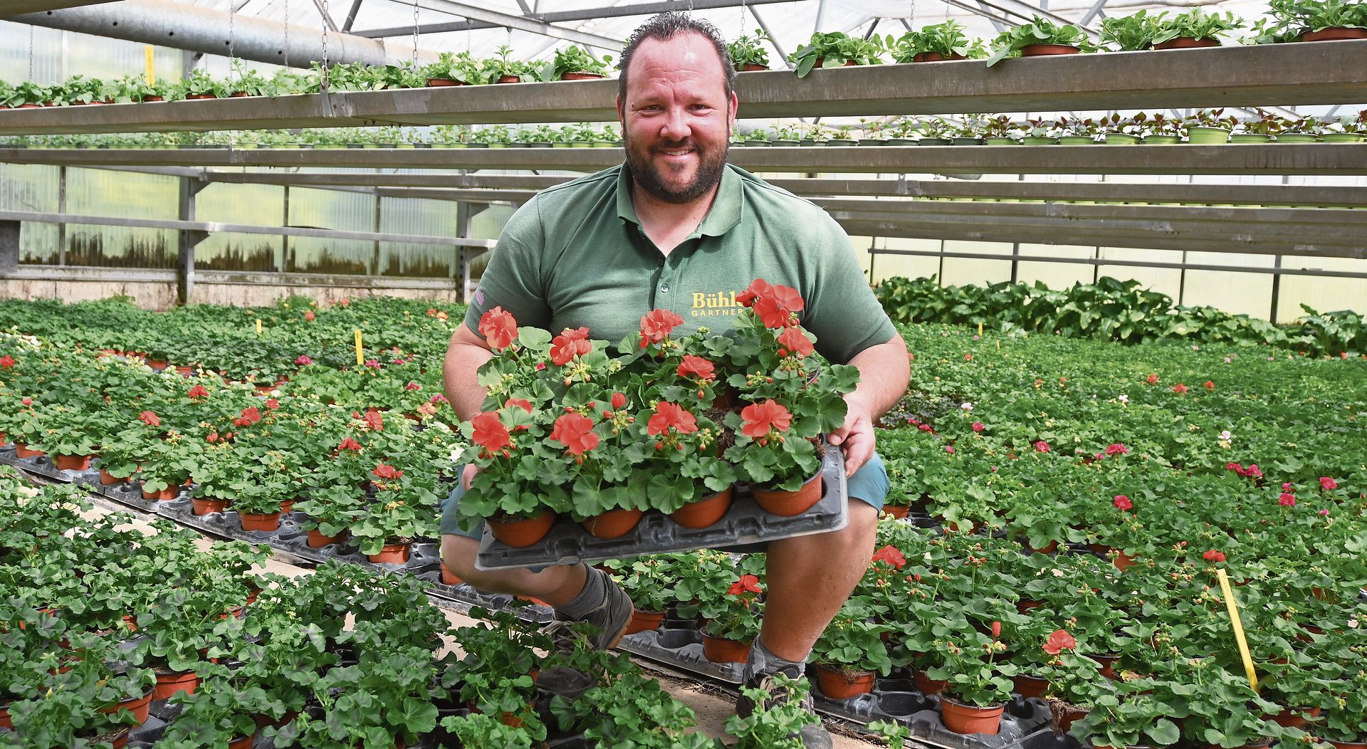 Andi Bühler führt ein grosses Angebot an Geranien.Bilder: Thomas Fürst