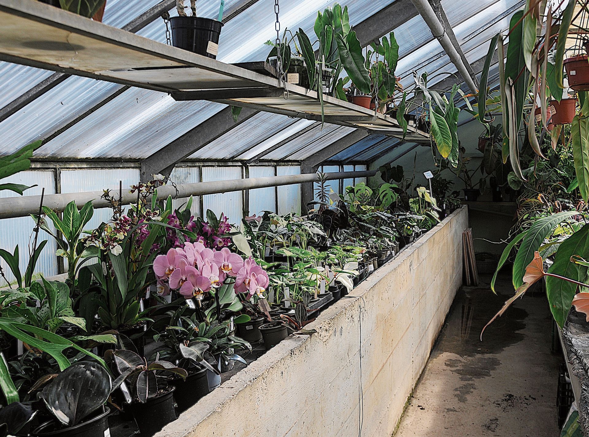 Sukkulenten, Terrarien- und Zimmerpflanzen dominieren das Gewächshaus.