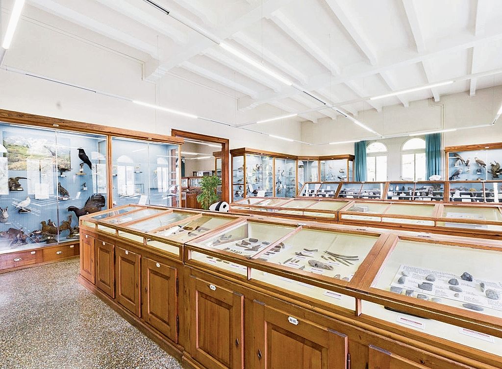 In der naturhistorischen Abteilung des Museums Zofingen lagern unzählige Schätze.bild: Ramona Tollardo In der naturhistorischen Abteilung des Museums Zofingen lagern unzählige Schätze.bild: Ramona Tollardo