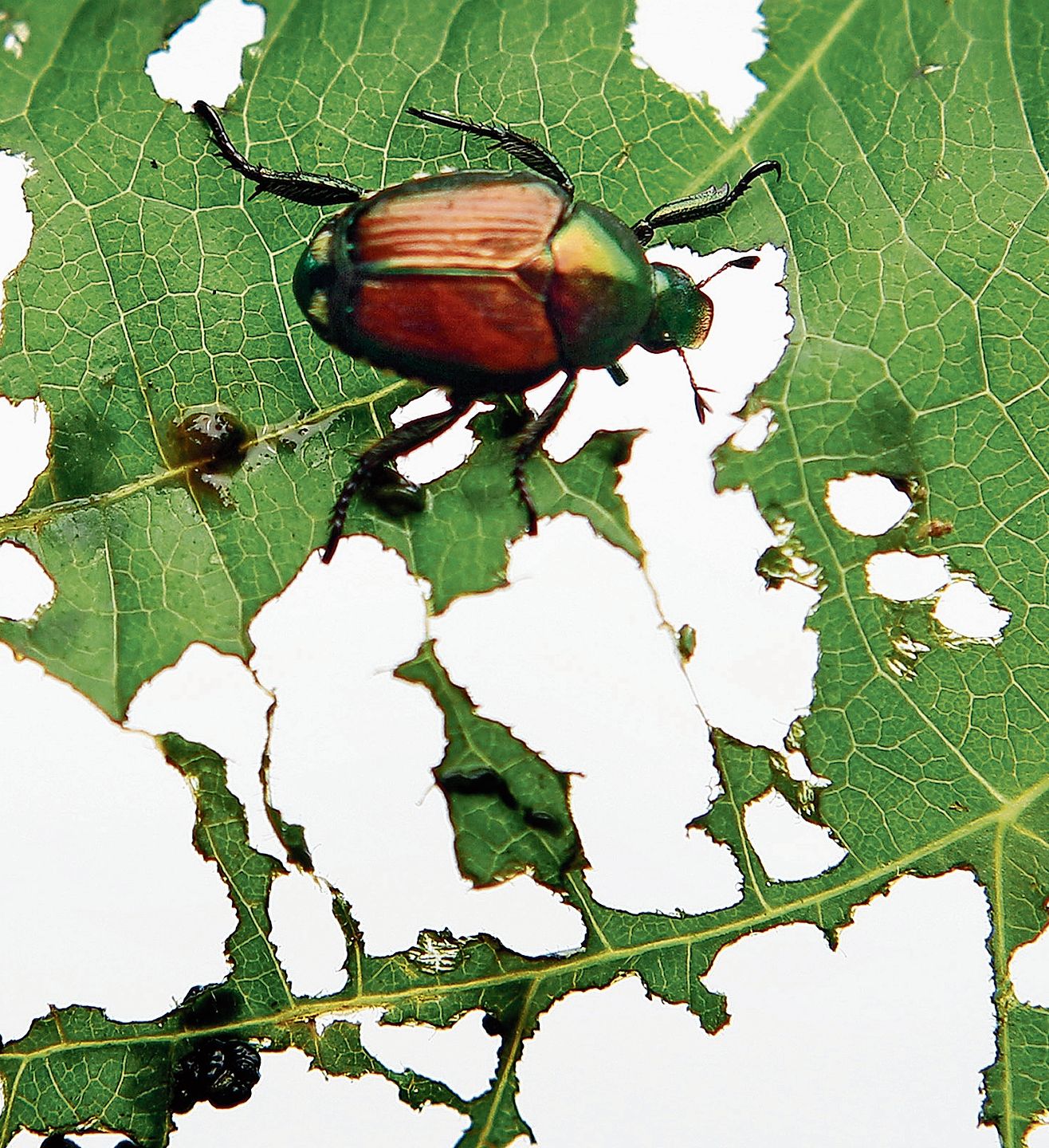 Der Japankäfer frisst über 400 verschiedene Pflanzenarten.Bild: Robert F. Bukaty
