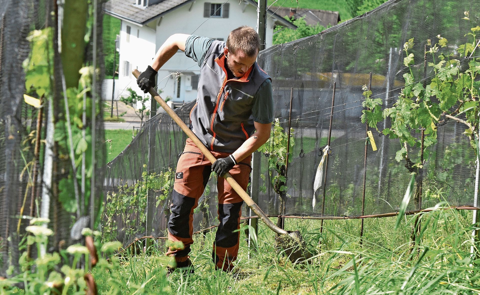 Knochenarbeit im Weinberg: Gilles Jacquemai gräbt mit der Schaufel alte Reben aus – eine körperlich anspruchsvolle, aber zentrale Arbeit im Rebberg.BildER: Raphael Nadler Knochenarbeit im Weinberg: Gilles Jacquemai gräbt mit der Schaufel alte Reben aus – eine körperlich anspruchsvolle, aber zentrale Arbeit im Rebberg.BildER: Raphael Nadler