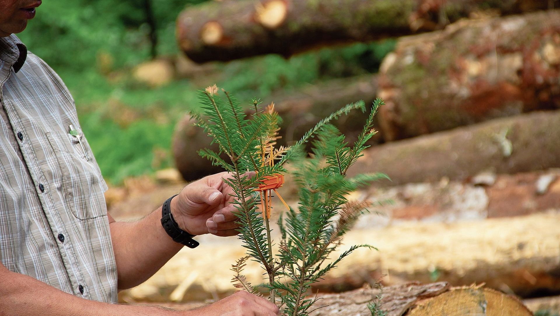Die Knospen der jungen Weisstanne müssen vor Wildbiss geschützt werden. Die Knospen der jungen Weisstanne müssen vor Wildbiss geschützt werden.