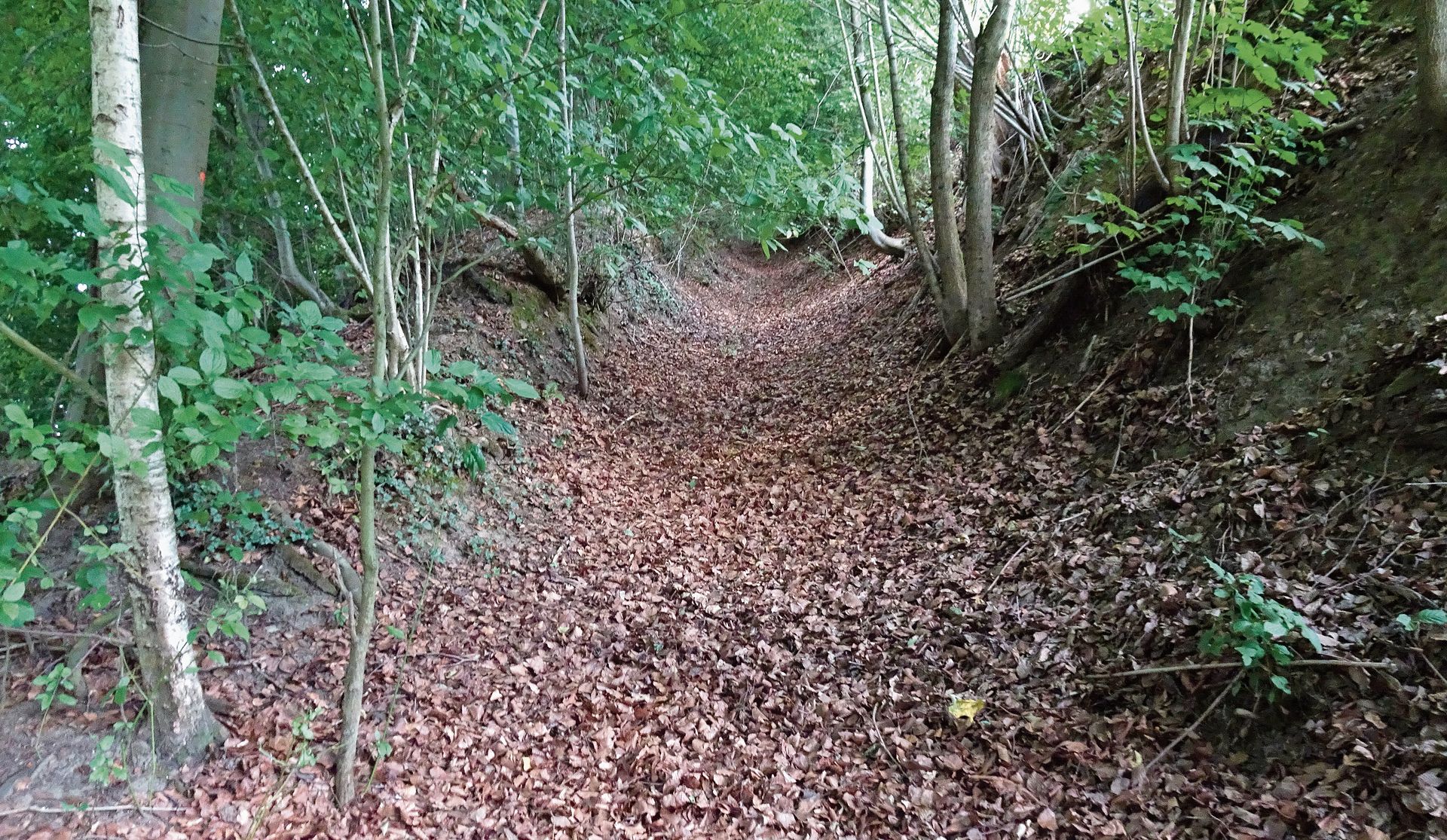 Der laubbedeckte Hohlweg im unteren Teil der Chüegass.Bilder: zvg Der laubbedeckte Hohlweg im unteren Teil der Chüegass.Bilder: zvg