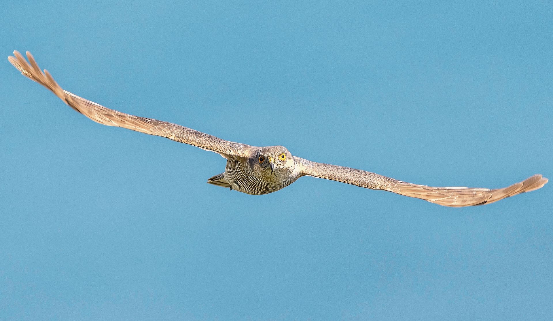 Ein Sperber auf seiner Reise nach Süden während des herbstlichen Vogelzugs.Bild: Beat Rüegger Ein Sperber auf seiner Reise nach Süden während des herbstlichen Vogelzugs.Bild: Beat Rüegger