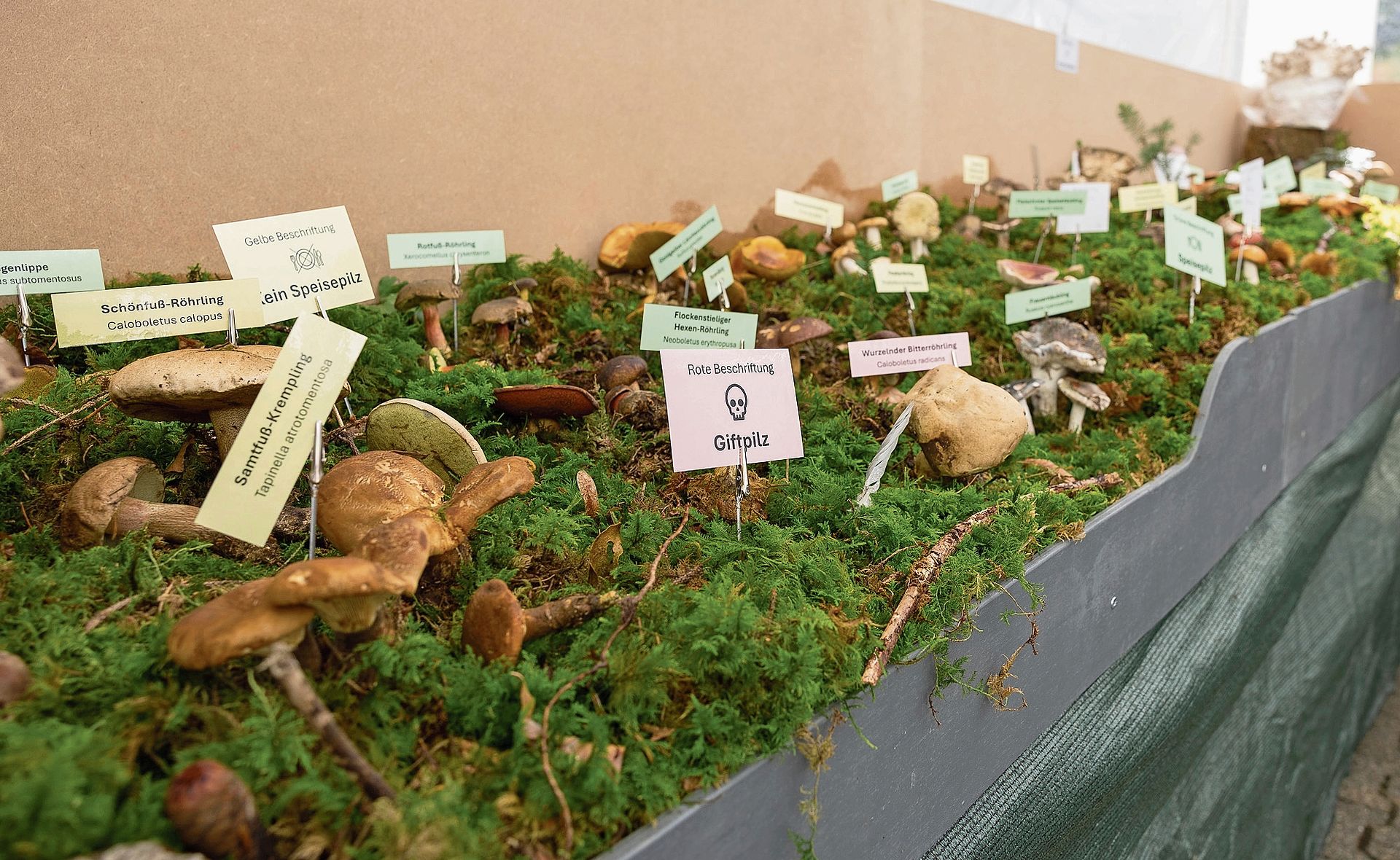 Essbar oder giftig? Die Pilzausstellung zeigte die Vielfalt heimischer Arten. Essbar oder giftig? Die Pilzausstellung zeigte die Vielfalt heimischer Arten.