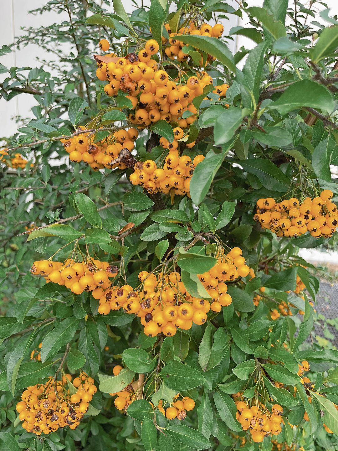 Prall gefüllt mit orangefarbenen Früchten: Der Feuerdorn bietet Vögeln Nahrung und zwischen seinen Dornen geschützte Rückzugsorte.Bild: Regina Lüthi