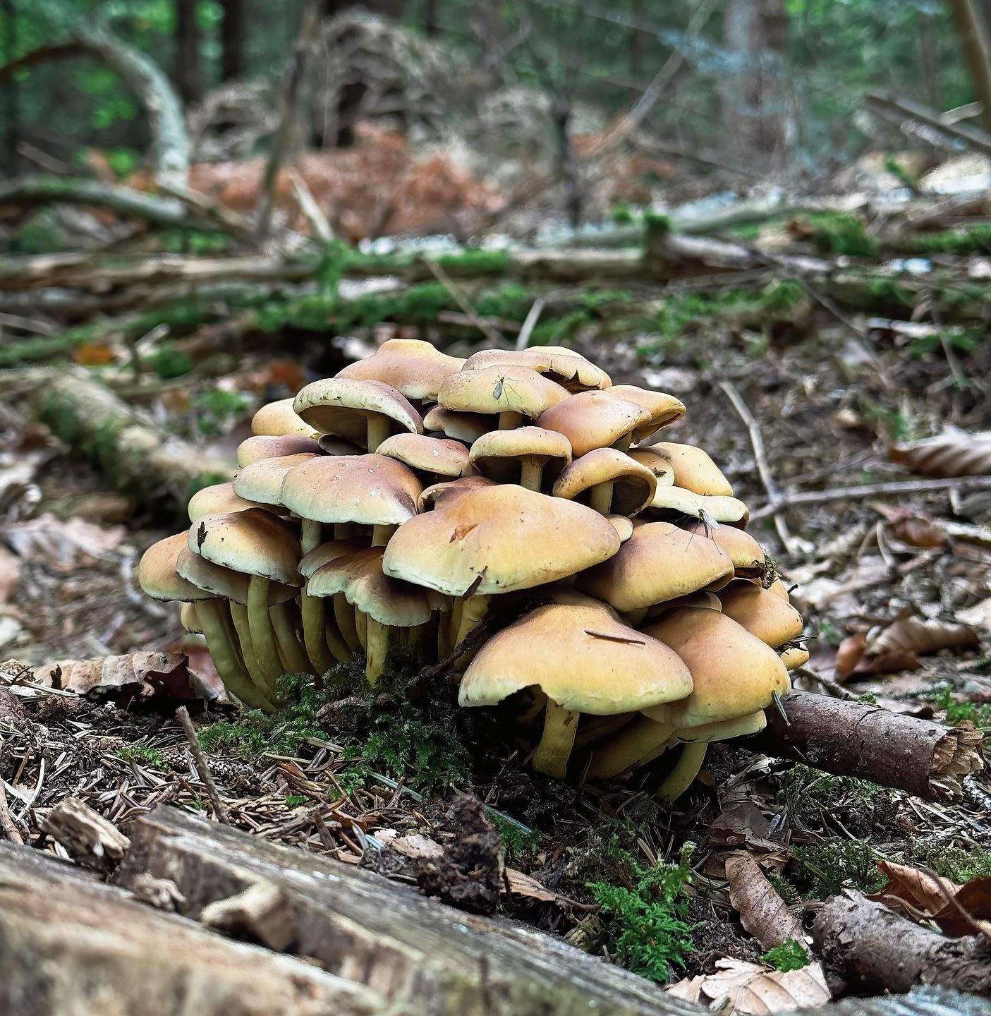 Dicht an dicht wachsen die Grünblättrigen Schwefelköpfe auf abgestorbenem Holz. Hübsch anzusehen, aber giftig.Bild: Manuel Arnold