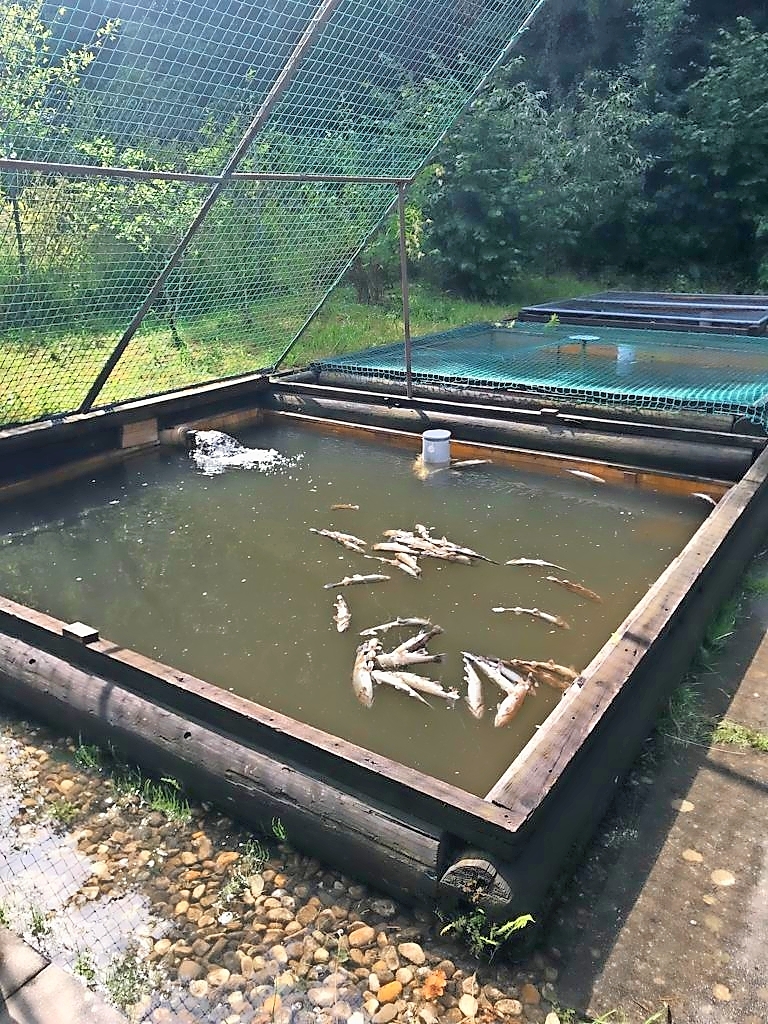 Warum das Forellensterben im Riedtal besonders schmerzt Wiggertaler